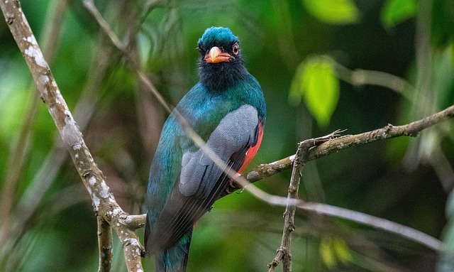 Cuban Trogon Colorful Bird
