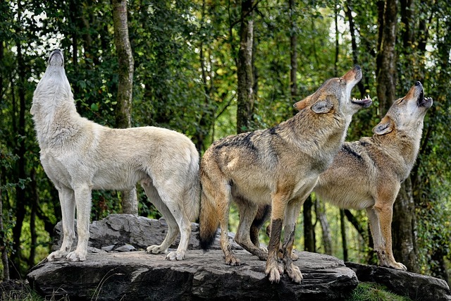 Wolves Howling Communication