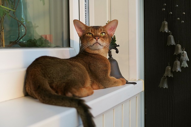 Abyssinian Cat High Energy Personality Interactive Pet