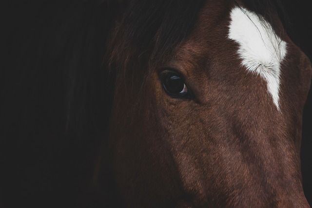 Unique White Markings On Horses