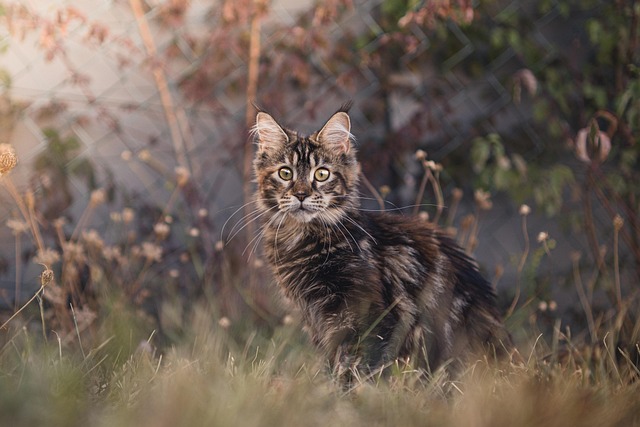 Maine Coon Cats Playing In Water
