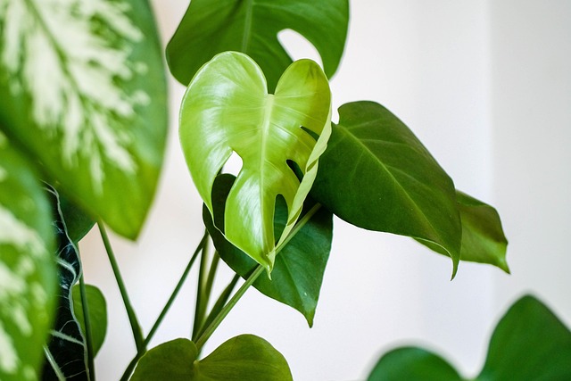 Philodendron Houseplant Indoor Bedroom
