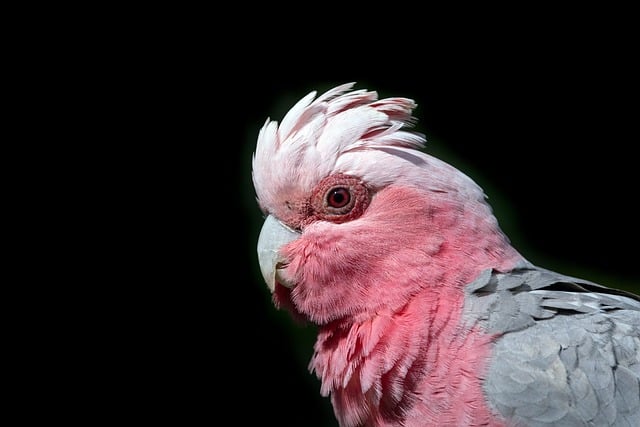 Galah Cockatoo Exotic Pet