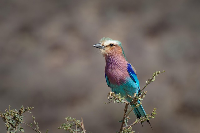 Indian Roller Bird Colorful Blue Feathers