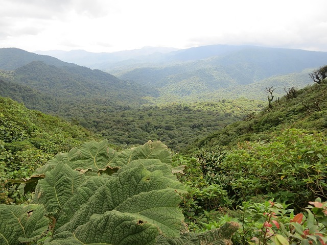 Ziplining Monteverde Cloud Forest Costa Rica