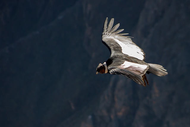Andean Condor Lifespan
