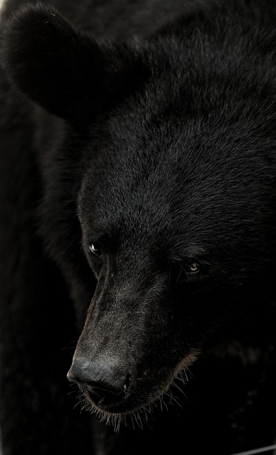 Black Bear