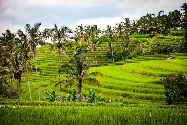 Bali Rice Terraces Ubud Temples Surf Beach Clubs Artisans