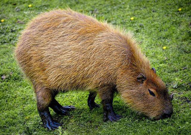 Capybara Pet Social Animal