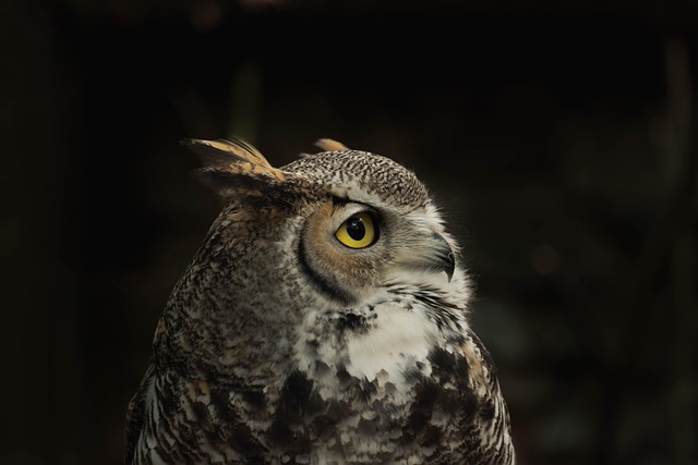 Great Horned Owl Mating Pair In Winter