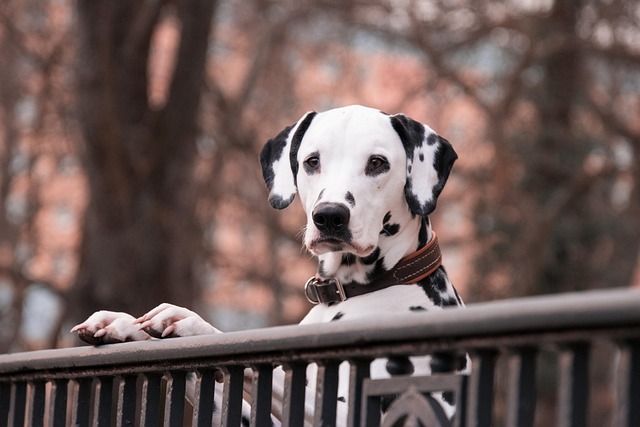 Dalmatians Aggressive Behavior Protective Nature