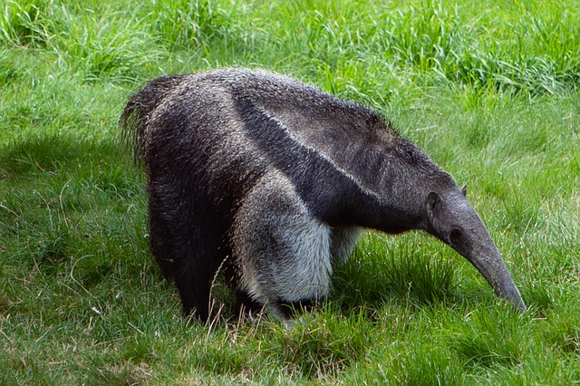 Giant Anteater Claws Dangerous