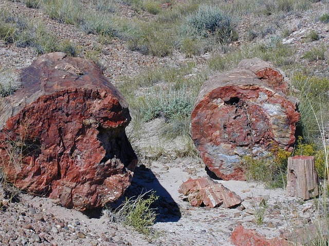 Petrified Forest National Park Vibrant Logs Colorful Badlands Petroglyphs