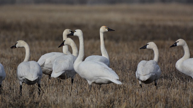 Tundra Swan Mating For Life
