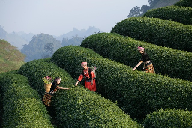 Travel Experiences Confidence Adaptability Cultures