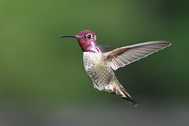 Annas Hummingbird Iridescent Rose-pink Throat