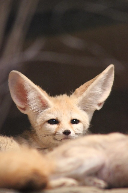 Fennec Fox Exotic Pet