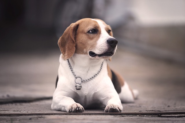 Beagle