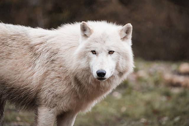 Subspecies Of Gray Wolves Arctic Wolf Timber Wolf Ethiopian Wolf