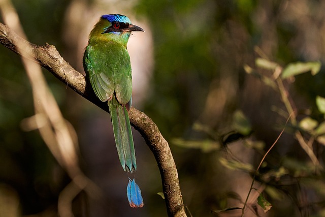 Turquoise-browed Motmot Colorful Bird