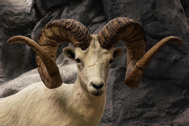 Rocky Mountain National Park Colorado Alpine Tundra Trails Wildlife Bighorn Sheep Elk Glacial Lakes