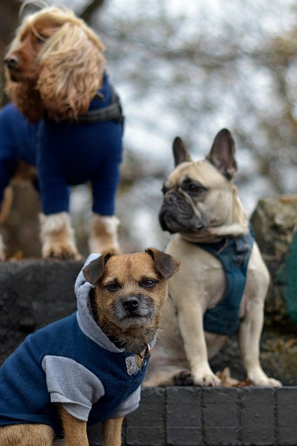 Pet Sitting Dog Walking