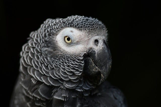 Hawk Headed Parrot Exotic Pet