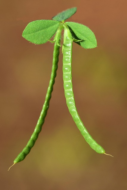 Leaving Weeds To Seed