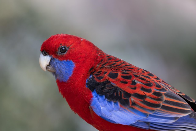 Crimson Rosella Parrot Colorful Feathers Australia