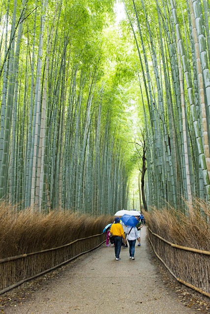 Arashiyama Bamboo Grove Kyoto