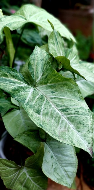 Arrowhead Plant Syngonium Podophyllum Low Light