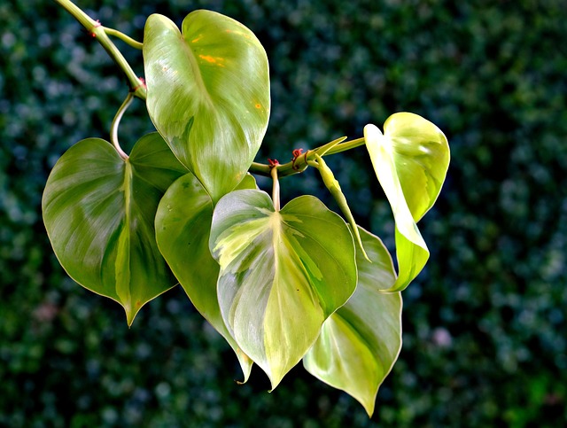 Heartleaf Philodendron Low Light Plant Hanging Basket