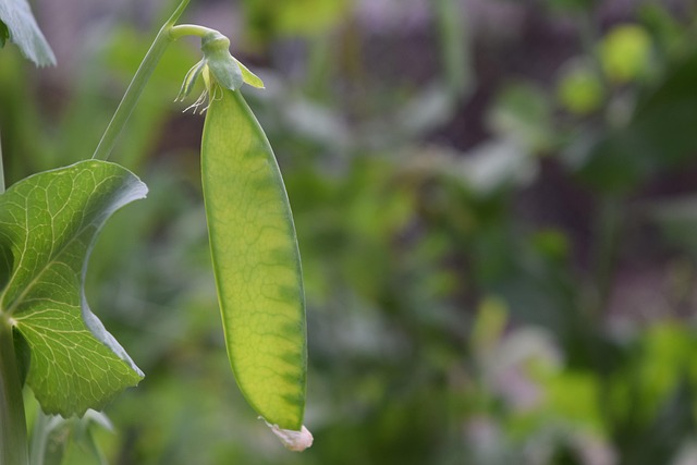 Snow Peas Dietary Triggers Migraine