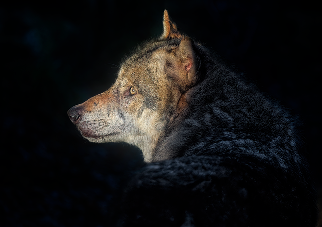 Gray Wolf Mating For Life