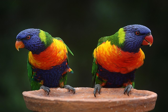 Rainbow Lorikeet Colorful Bird