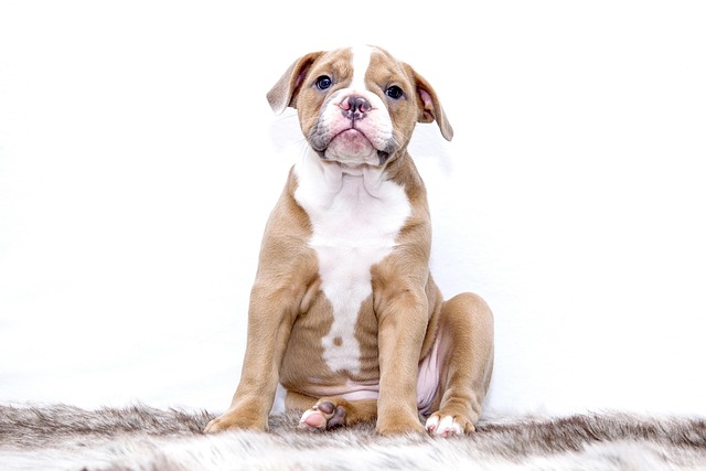 American Bulldog Muscular Dog Farm Guard Property