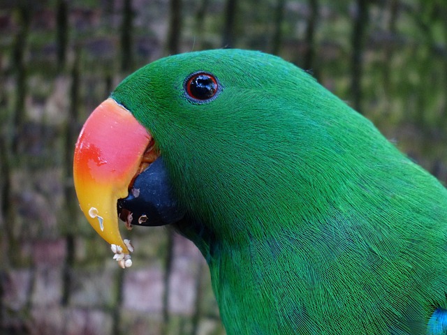 Eclectus Parrot Male Female Comparison