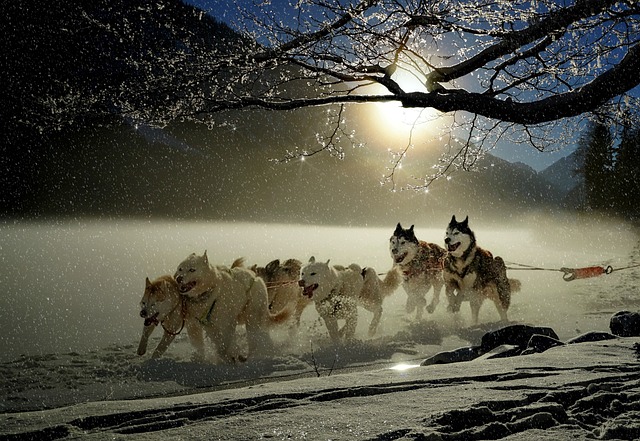 Wolves Running In Snow