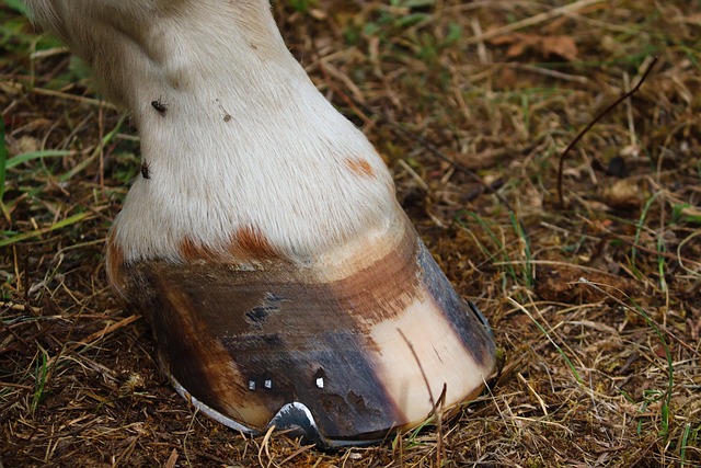 Horse Hoof Composition Keratin