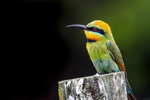 Red-bearded Bee-eater Colorful Bird Southeast Asia