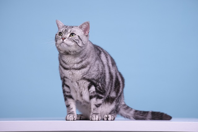 American Shorthair Cat Low-maintenance Friendly Family Pet