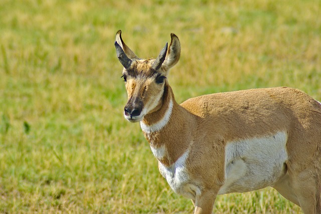 Wind Cave National Park South Dakota Boxwork Bison Pronghorn Antelope