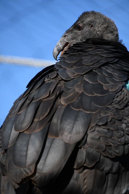 California Condor Conservation Efforts