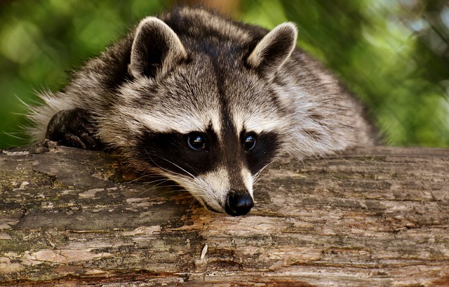 Cute Raccoon Dangerous Urban Wildlife