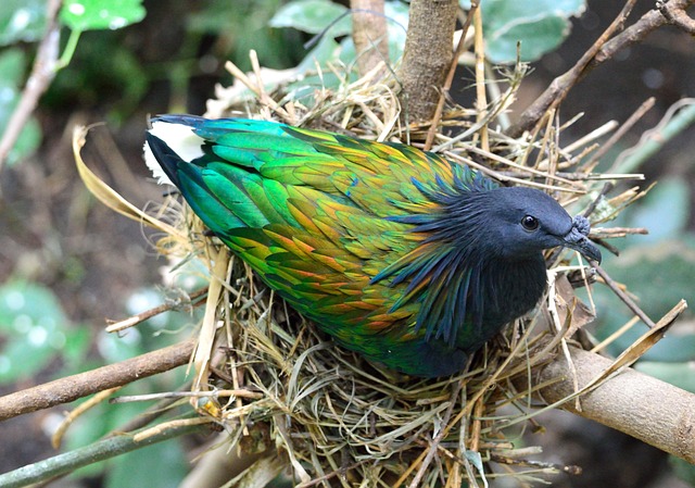 Nicobar Pigeon Iridescent Feathers