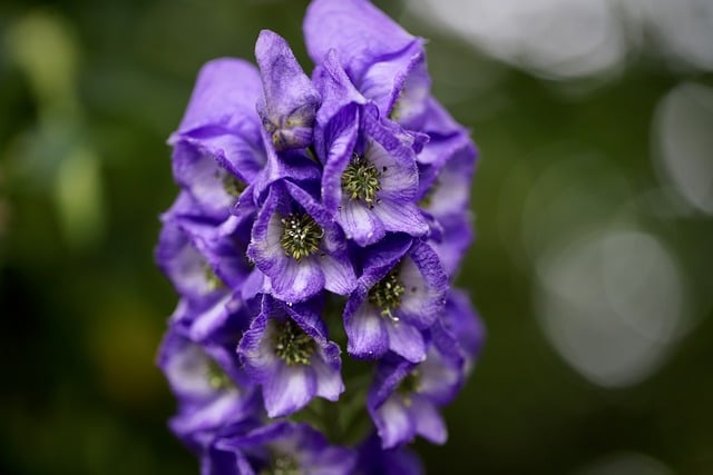 Monkshood Plant Toxic Bad Luck Negative Energy