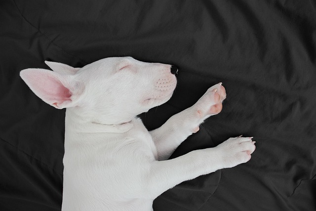 Bull Terrier Aggressive Dog Breed Muscular Playful Nature