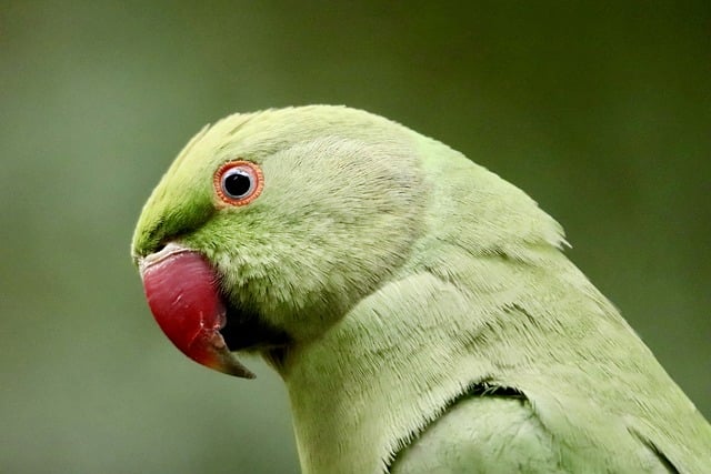 Malabar Parakeet Colorful Bird Western Ghats India