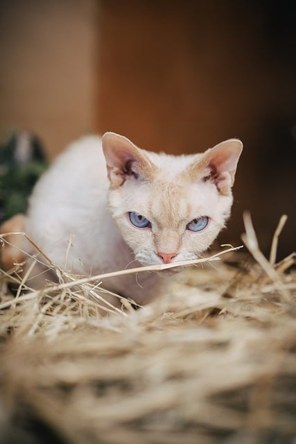 Devon Rex Cat Social Behavior