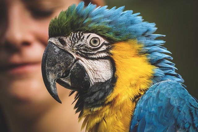 Blue Throated Macaw Pet Exotic Bird